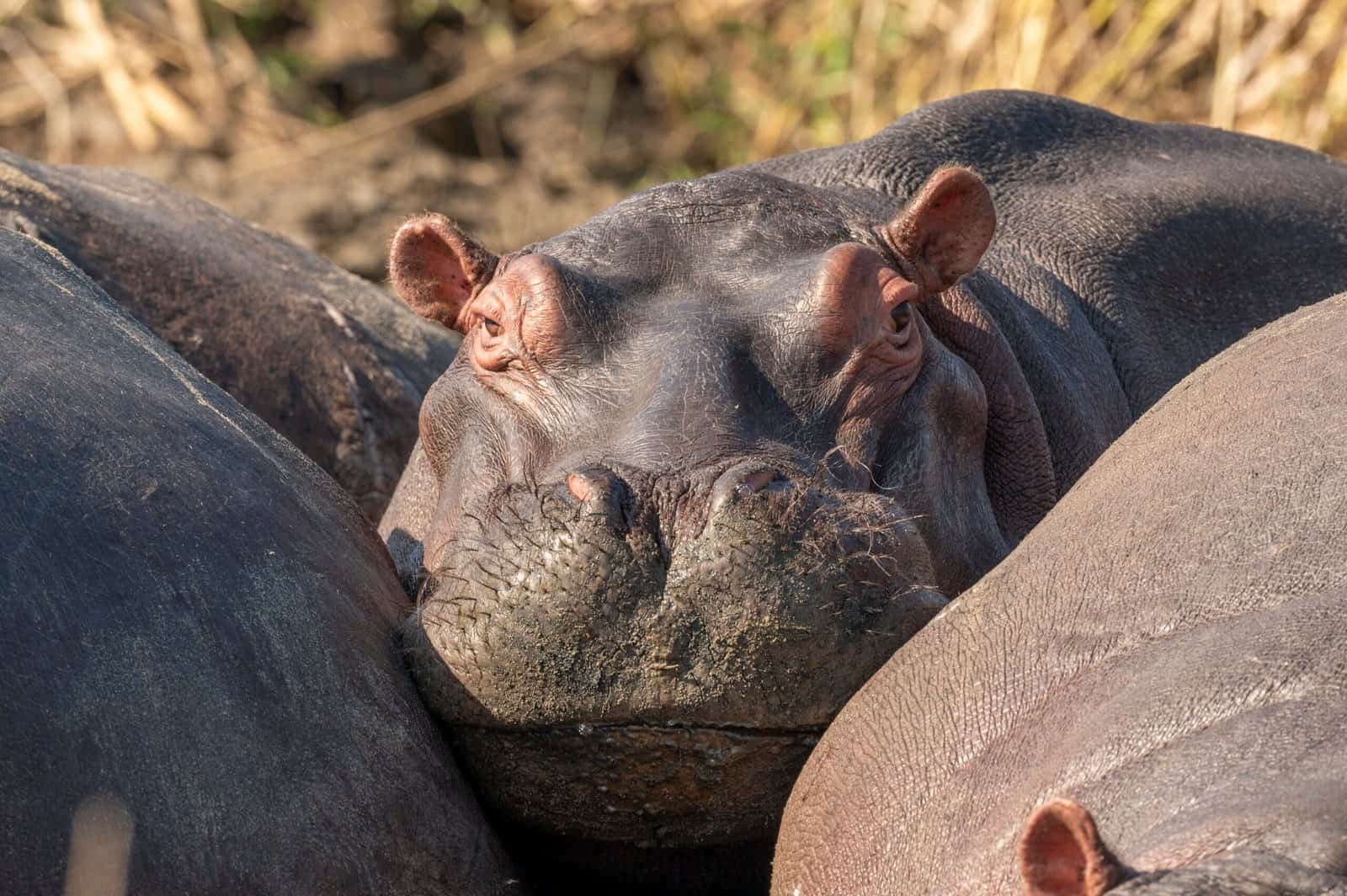 hippo between 2 other hippos
