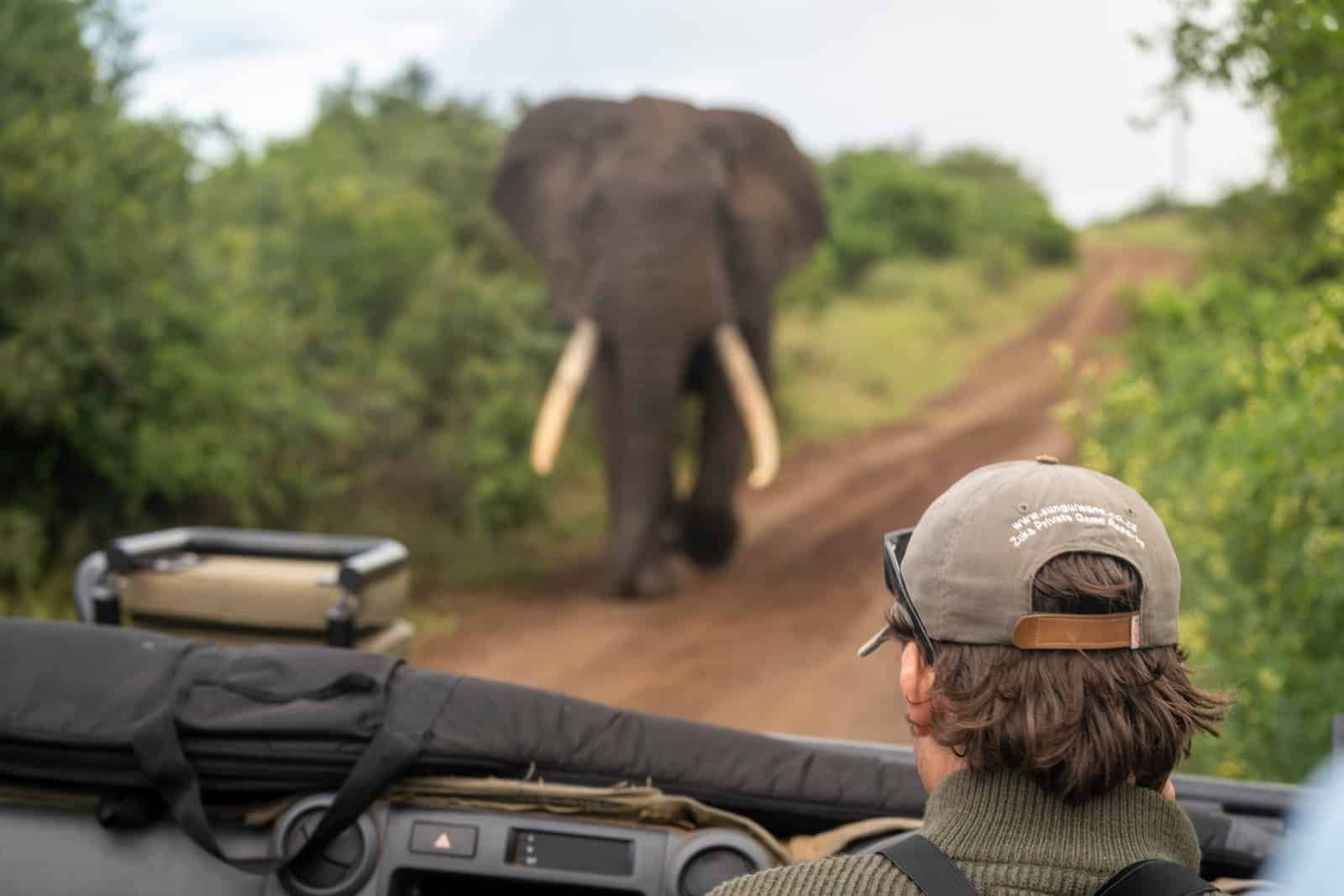 large bull elephant in front of guide
